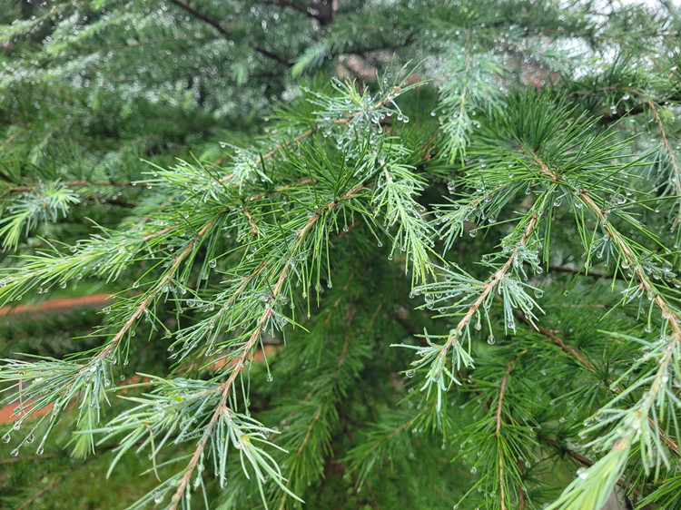 �L(ch��ng)�ſƼ��a(ch��n)�I(y��)�@