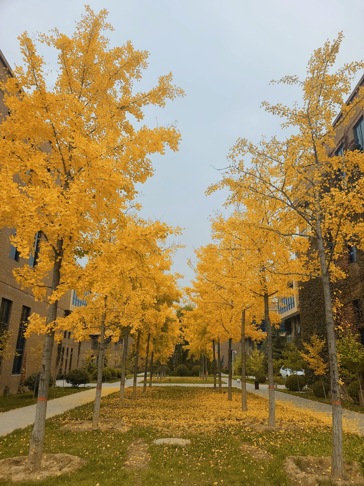 �L(ch��ng)�ſƼ��a(ch��n)�I(y��)�@