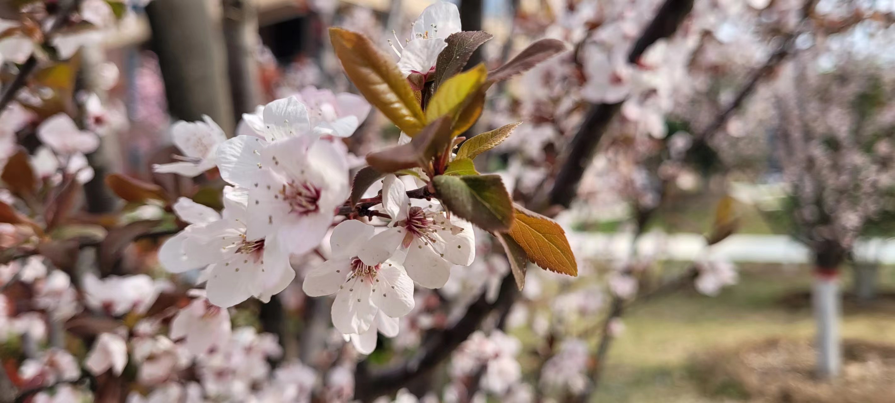 長(cháng)信科技產(chǎn)業(yè)園 長(cháng)信科技產(chǎn)業(yè)園