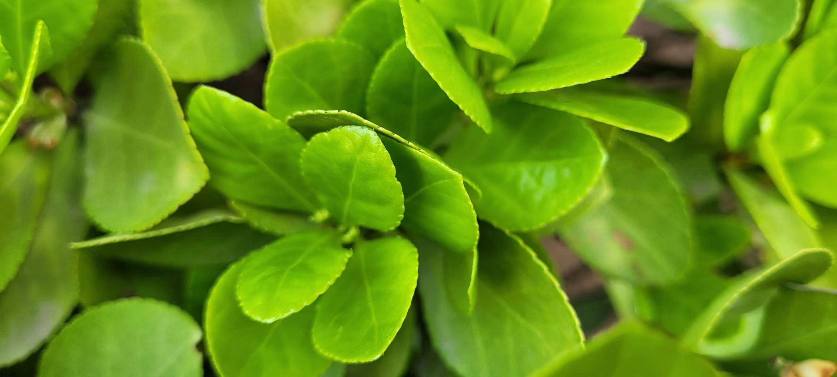 長(cháng)信科技產(chǎn)業(yè)園 長(cháng)信科技產(chǎn)業(yè)園